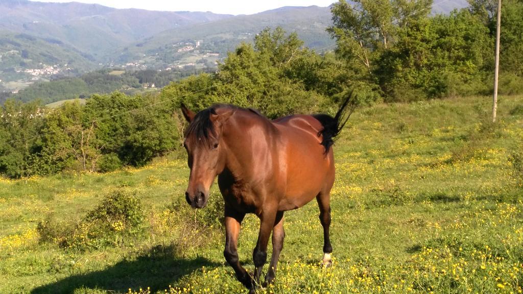 Agriturismo Mandrioli *